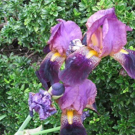 בית נופש Maison Iris Villeneuve-lès-Montréal