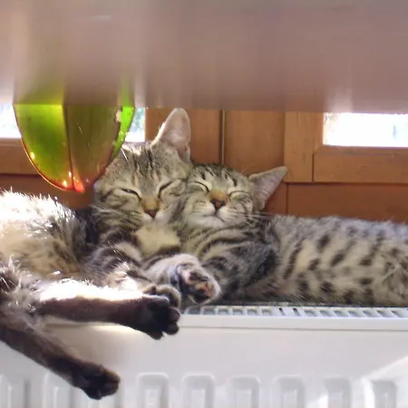 Maison Iris בית נופש *