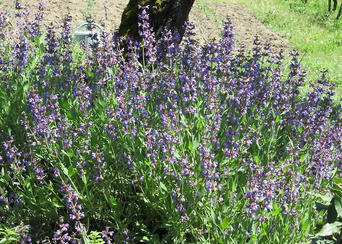 Nyaraló Maison Iris *