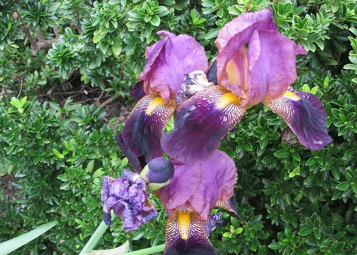 Nyaraló Maison Iris Villeneuve-lès-Montréal