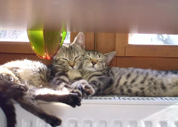 Maison Iris Nyaraló *